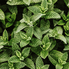 Aceite esencial de menta piperita