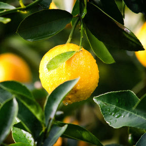 Aceite esencial de limón