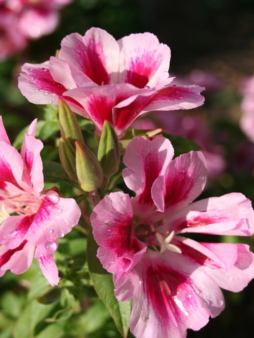 Aceite esencial de geranio